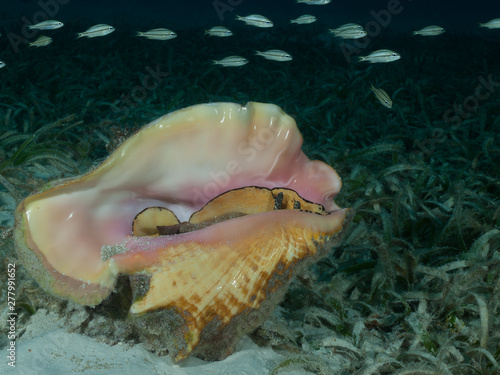 A Queen conch (Strombus gigas) lies on a shallow seagrass bed in the Caribbean Sea.