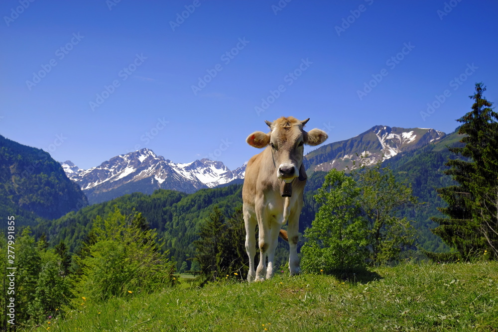Kuh, Rind, Jungrind, Kalb auf Weide in den Alpen