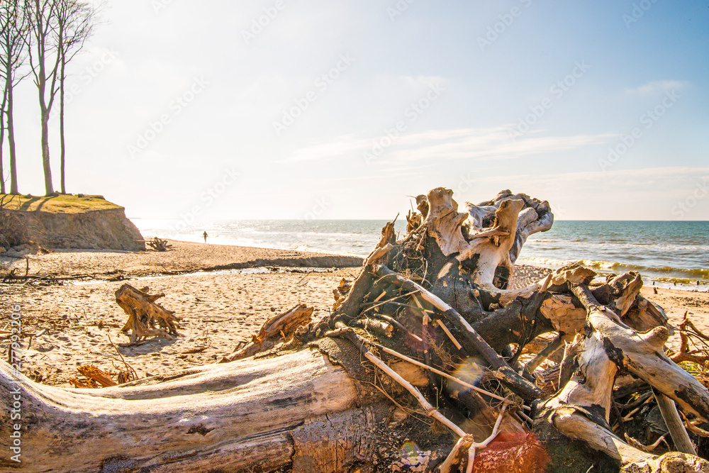 Driftwood at a beach of the Baltic Sea Driftwood at a beach of the Baltic Sea