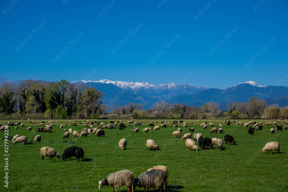 Fototapeta premium Corse, brebis sur fond de cimes enneigées.