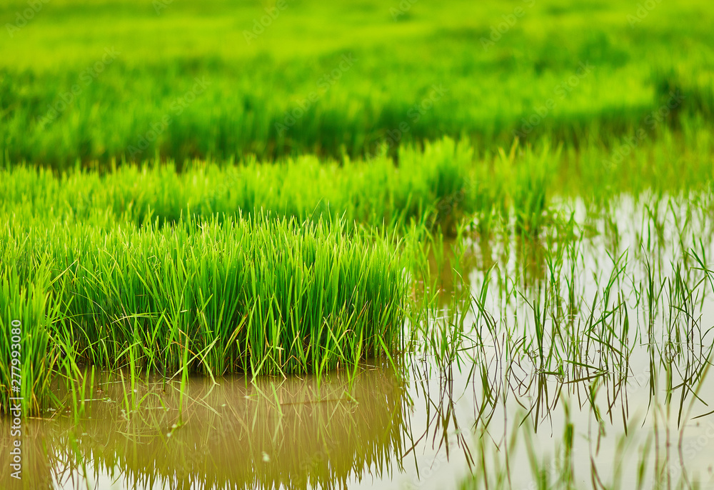 Natures gift and grown with the help of Farmers. Natures gift and grown with the help of Farmers.