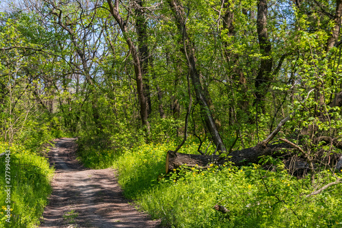 Dirt road in a green forest at spring