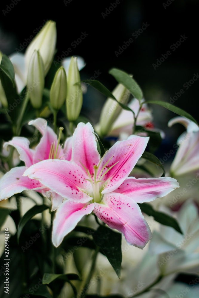 Largest Asian flower market