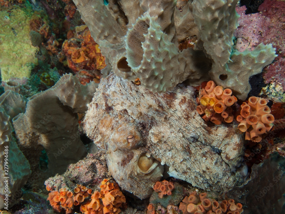 Common octopus octopus vulgaris hunting on coral reef