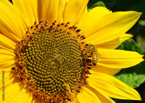 Beautiful honey bee collecting nectar from bright and showy big yellow sunflower head close up.
