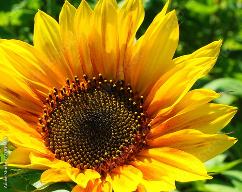 Bright and showy big yellow sunflower head close up.