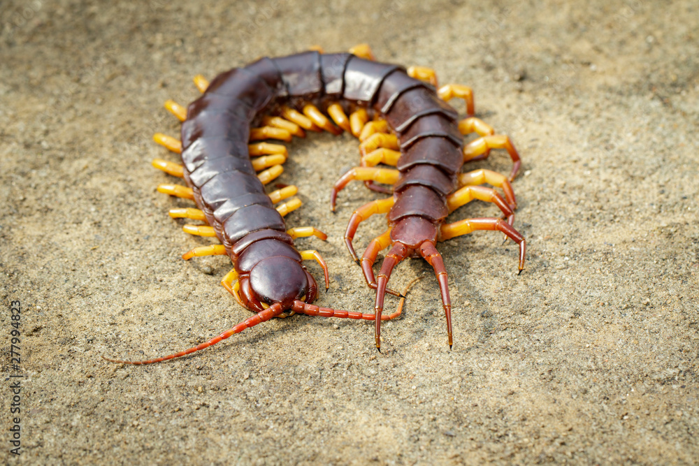 Fototapeta premium Image of centipedes or chilopoda on the ground. Animal. poisonous animals.