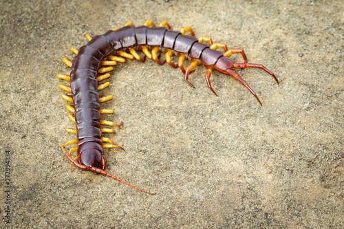 Image of centipedes or chilopoda on the ground. Animal. poisonous animals. © yod67