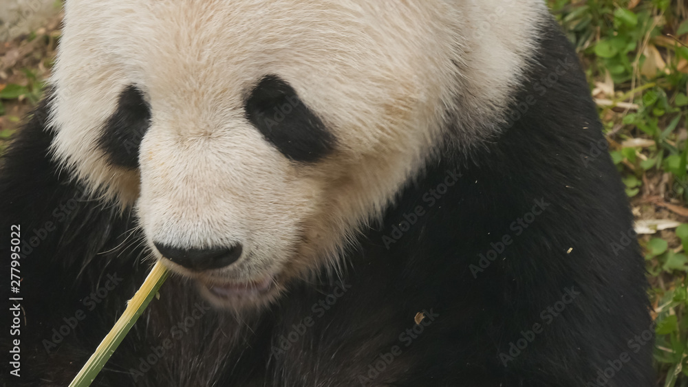 high angle close up of a giant panda feeding high angle close up of a giant panda feeding