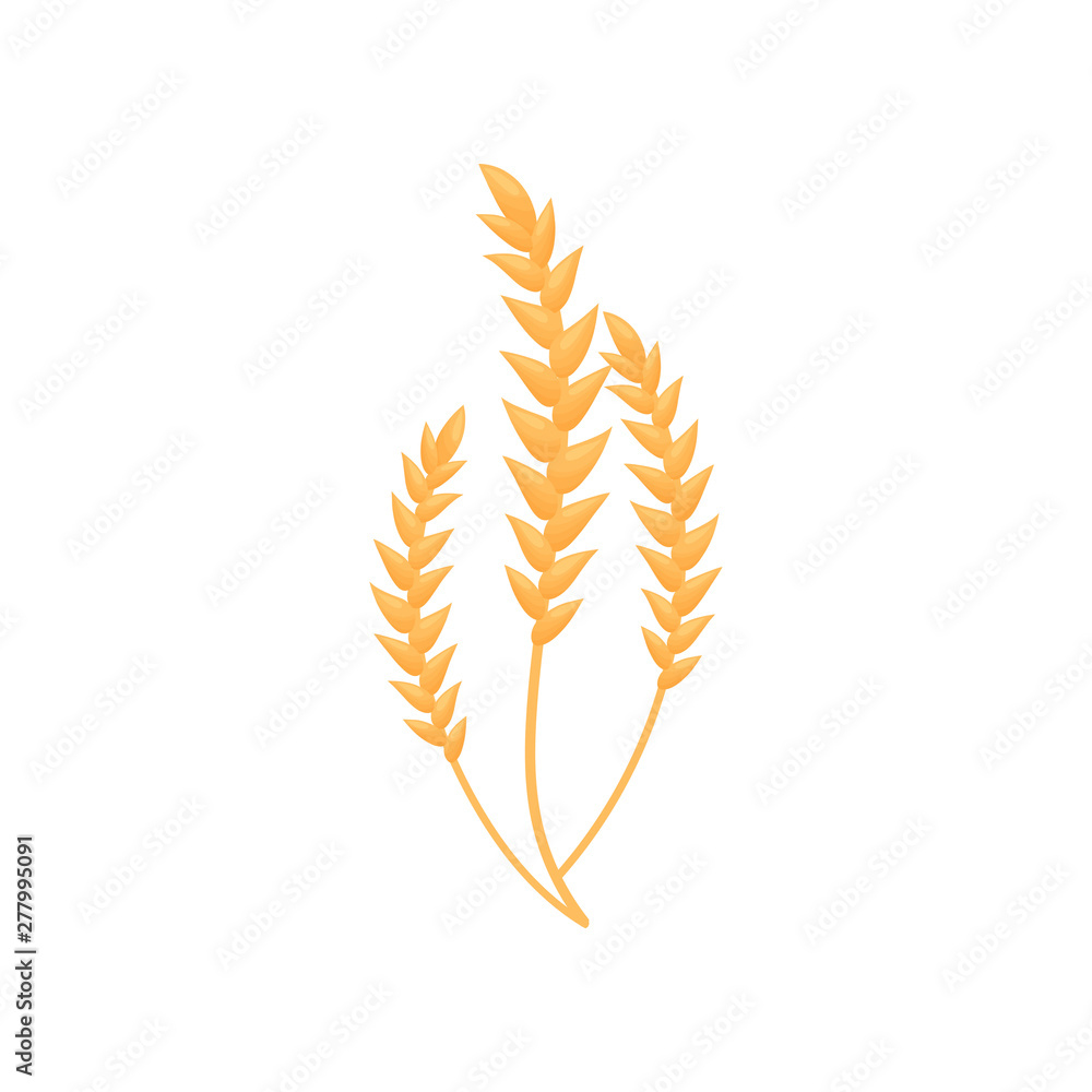 Three ripe ears are connected by stems. Vector illustration on white background. Three ripe ears are connected by stems. Vector illustration on white background.