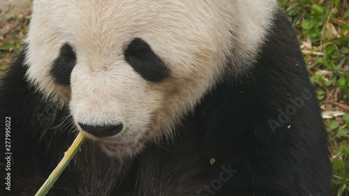 high angle close up of a giant panda feeding