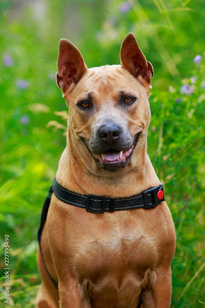 Dog breed Thai Ridgeback