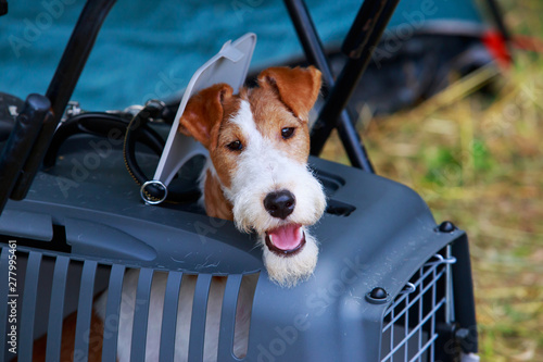 Fotografía Dog breed Fox Terrier