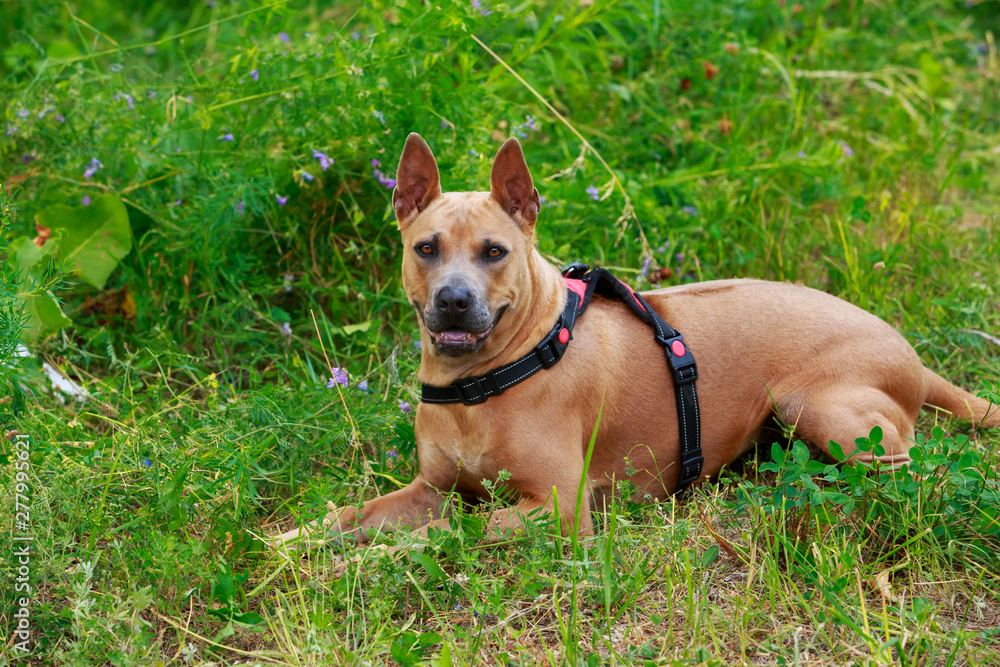 Dog breed Thai Ridgeback Dog breed Thai Ridgeback