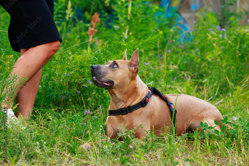 Dog breed Thai Ridgeback