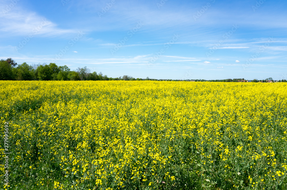 blühendes Rapsfeld und blauer Himmel