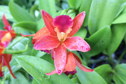 Orchid flowers are beautiful and colorful.
