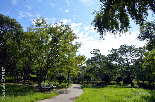 遊歩道の周りに、ベンチ、葉が茂った木々、草むらが見える、夏の公園の風景