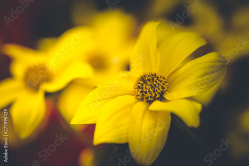 Makro Aufnahme einer Blume