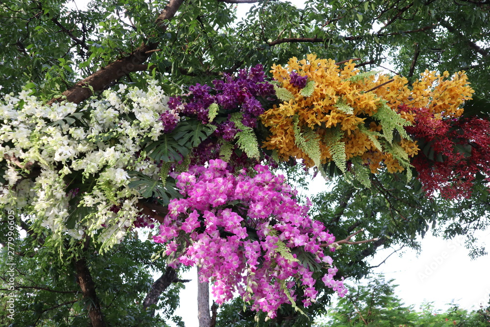 Obraz premium Orchid flowers are beautiful and colorful.