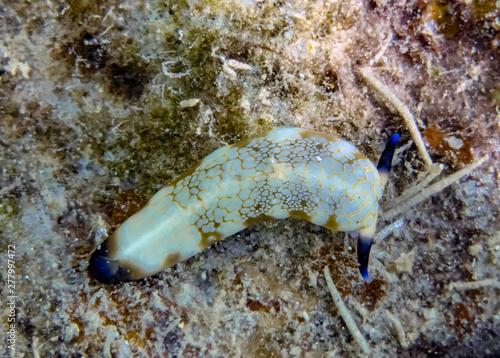 An Ocellated Plakobranchus (Plakobranchus ocellatus) photo