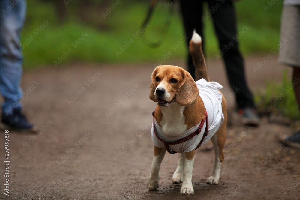 Beagle dog, ARAI, Pune, Maharashtra, India.