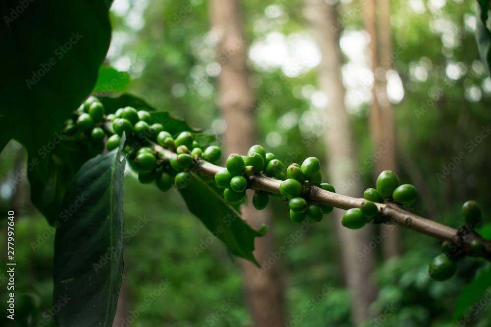 Green cherries that are ripe in red and ready to store Green cherries that are ripe in red and ready to store