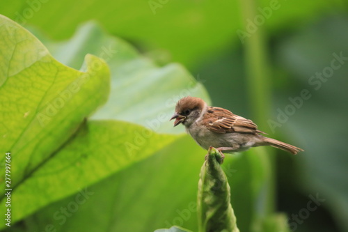 蓮の葉っぱの上で叫ぶスズメ