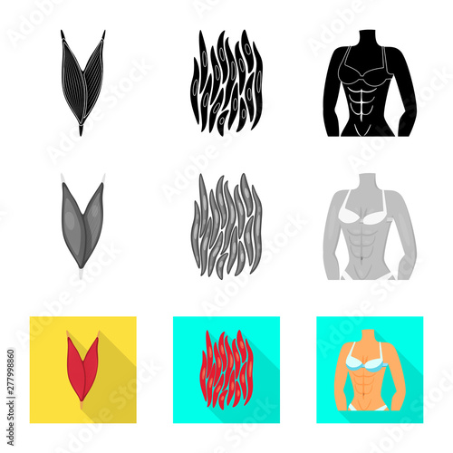 Isolated object of fiber and muscular sign. Collection of fiber and body stock vector illustration.