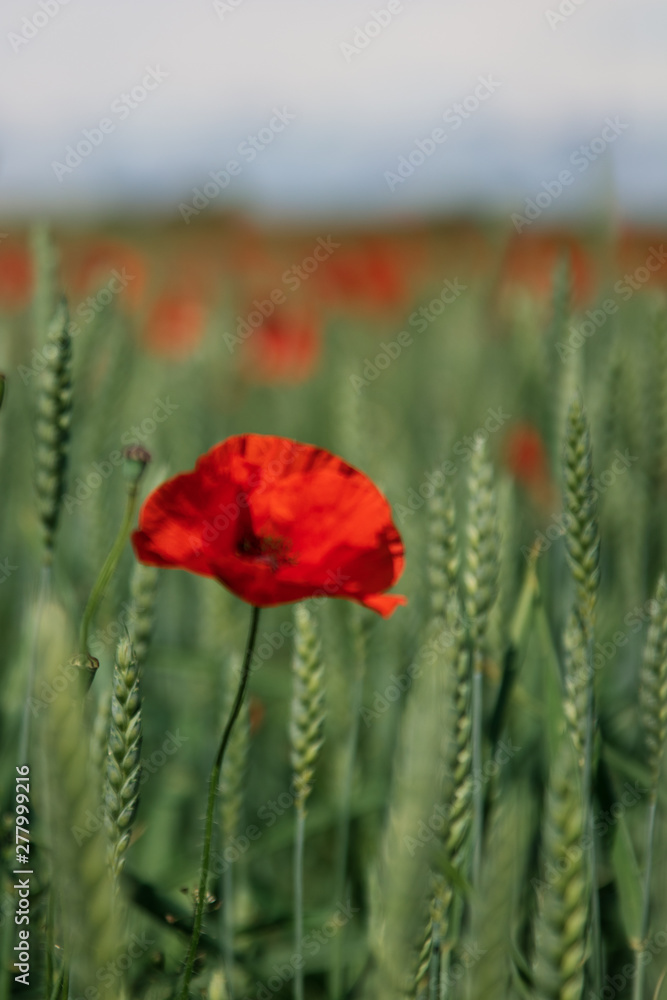 Obraz premium Close up of isolated poppy flower in full bloom, standing in a wheat field in southern Sweden outside the village of Glumslöv. 