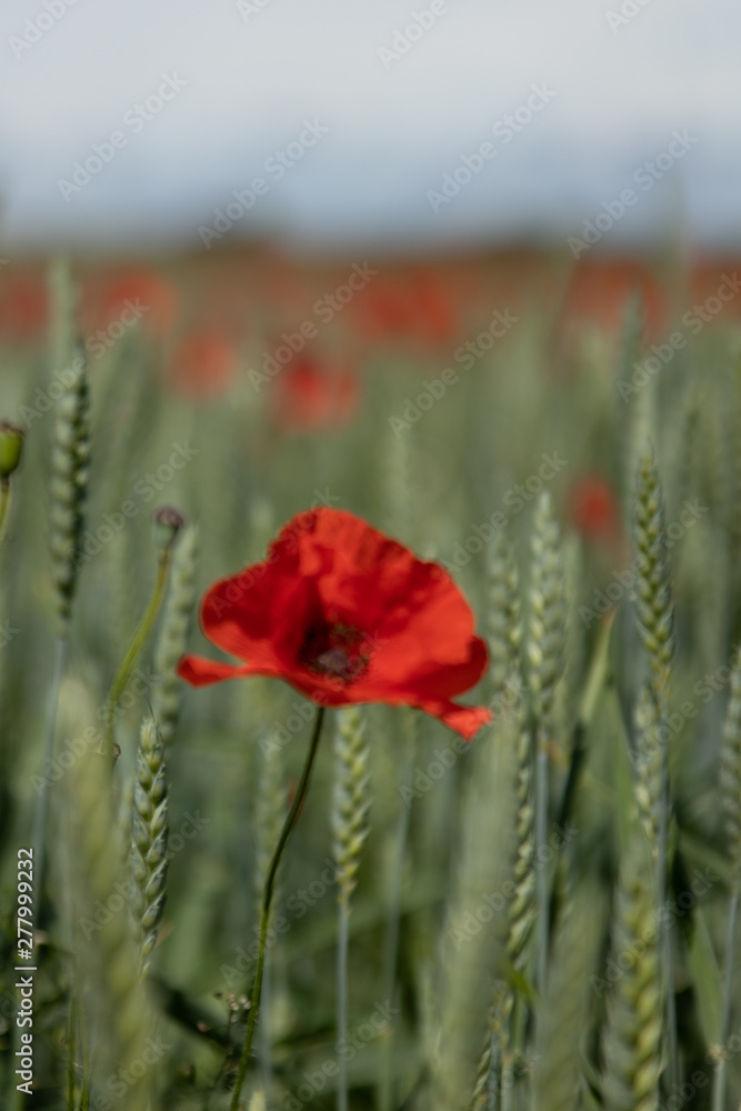 Obraz premium Close up of isolated poppy flower in full bloom, standing in a wheat field in southern Sweden outside the village of Glumslöv. 