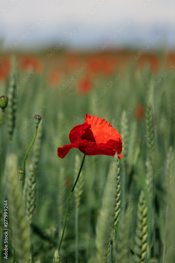 Naklejka premium Close up of isolated poppy flower in full bloom, standing in a wheat field in southern Sweden outside the village of Glumslöv. 