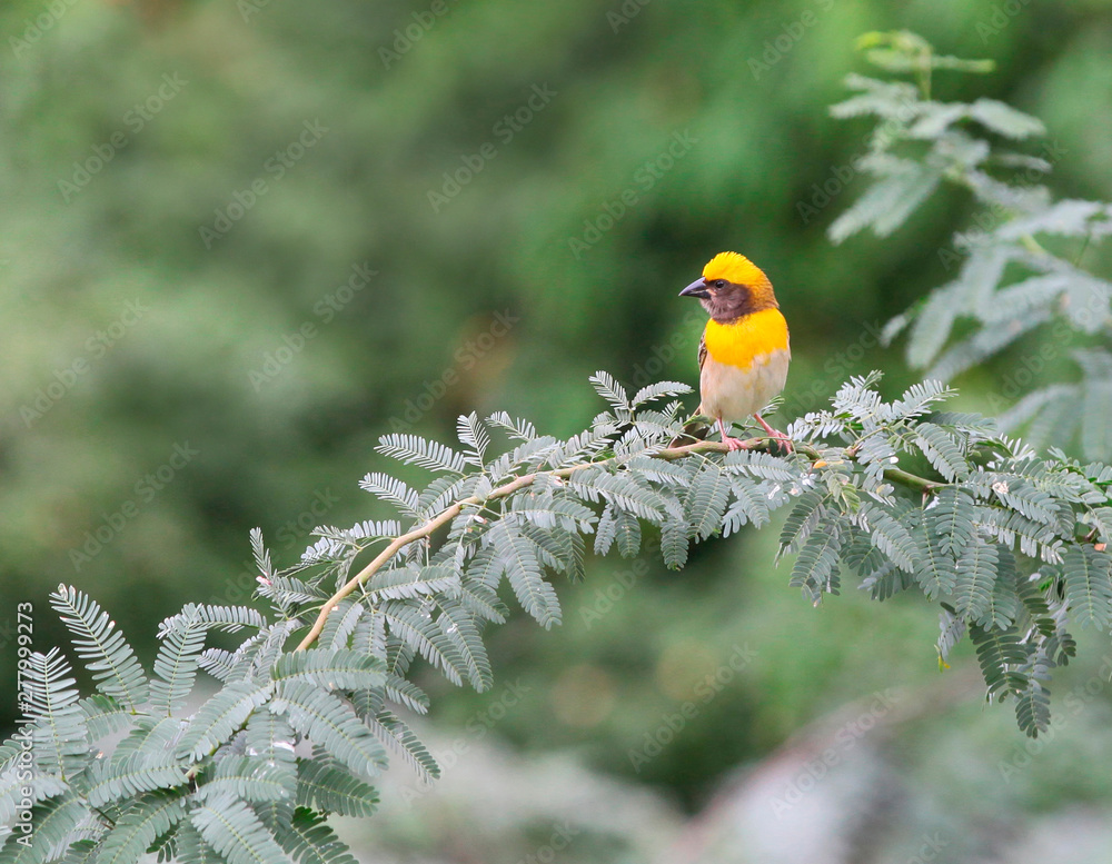 Baya weaver, Ploceus Philippinus, Ahmednagar, Maharashtra, India Baya weaver, Ploceus Philippinus, Ahmednagar, Maharashtra, India