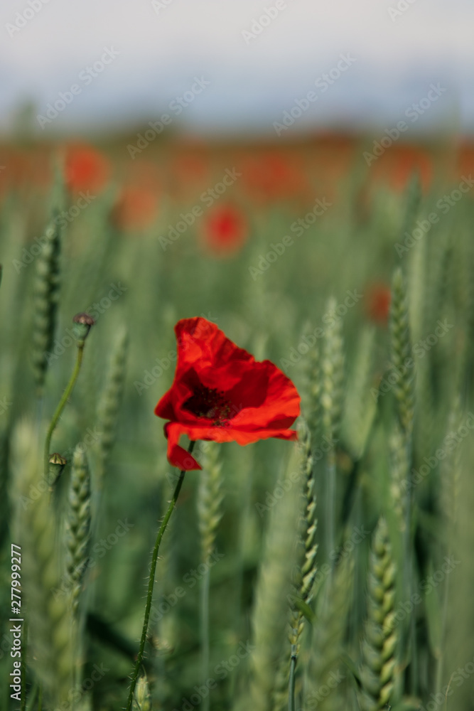 Close up of isolated poppy flower in full bloom, standing in a wheat field in southern Sweden outside the village of Glumslöv. 