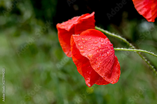 Red poppy just after the rain has stopped.
