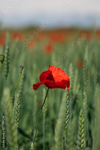 Close up of isolated poppy flower in full bloom, standing in a wheat field in southern Sweden outside the village of Glumslöv. 