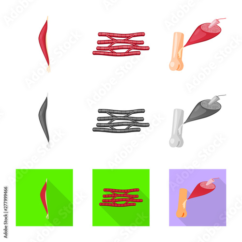 Isolated object of fiber and muscular sign. Set of fiber and body stock symbol for web.