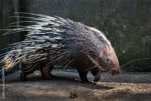 Tablou pe pânză Malayan porcupine, Himalayan porcupine,  (Hystrix brachyura).