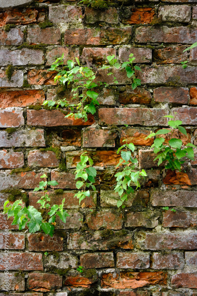 Old brick wall with birch sprouts as a grunge background Old brick wall with birch sprouts as a grunge background