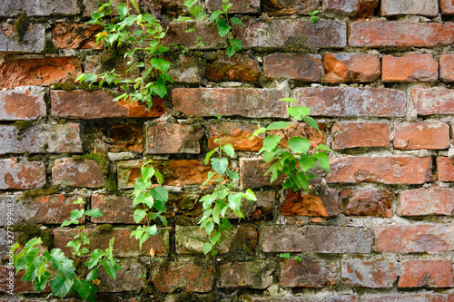 Old brick wall with birch sprouts as a grunge background