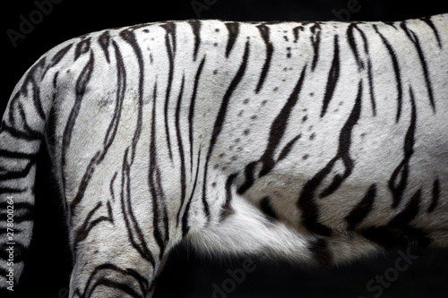  The White tiger skin pattern.