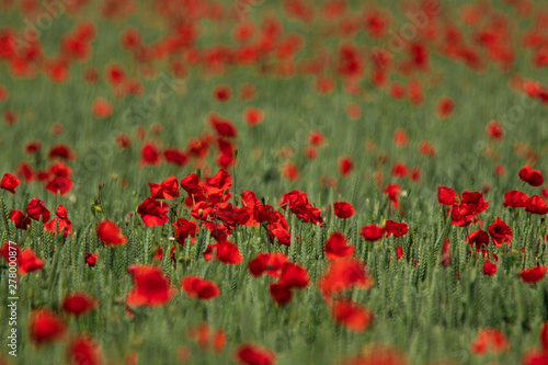 Wheat field with lots of poppy flowers sticking up outside the small town of Glumslöv in southern Sweden. 