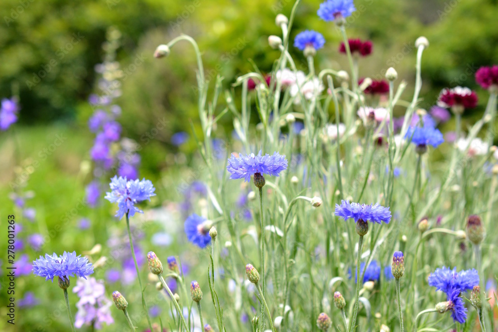 撒きっぱなしで花畑 ミックスシード 家庭園芸 家庭菜園 畑 花イメージ素材 Stock Photo Adobe Stock