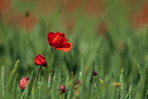 Lonely poppy flower sticking up in a wheat field in southern Sweden. 