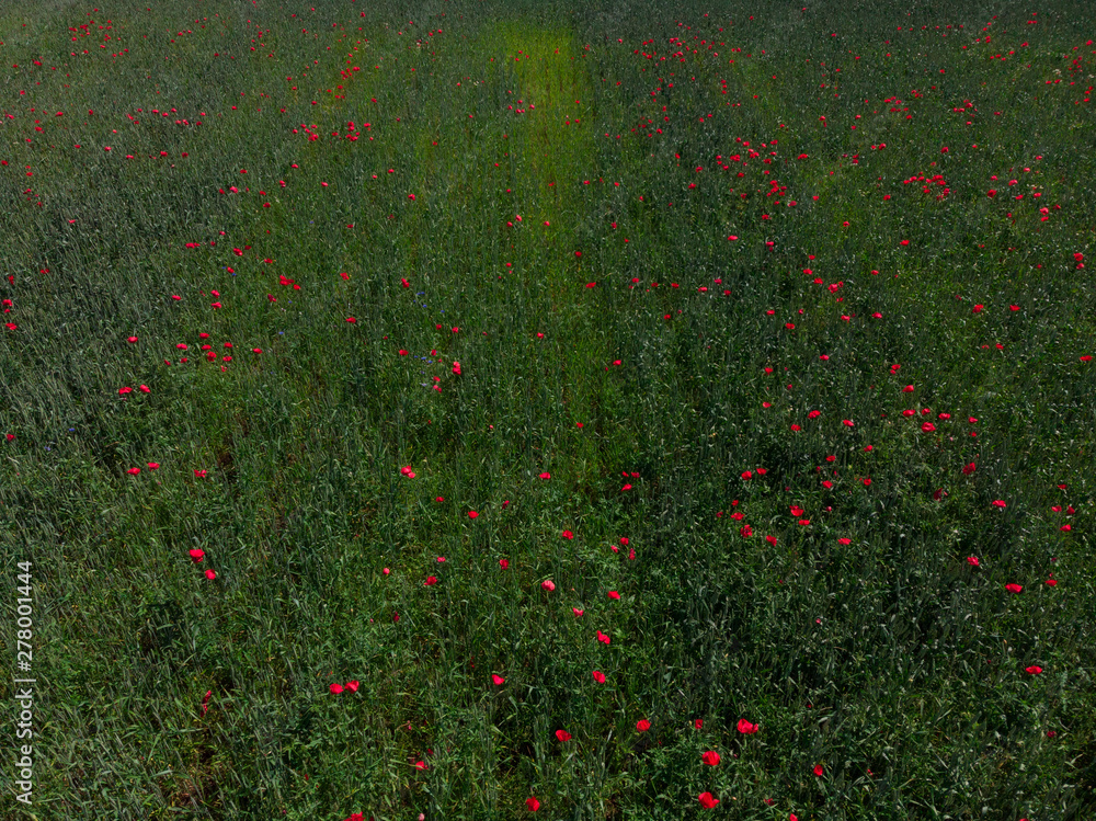 Aerial view of a poppy flowers in a wheat field shot from straight above with a drone in southern Sweden outside the village of Glumslöv. Red flowers on green background. 