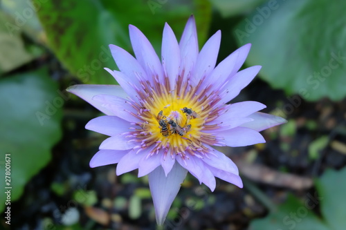 Closeup purple lotus flower with bee natural background or wallpaper concept.