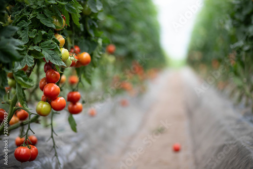 Champs de tomates sous serre dans les Landes