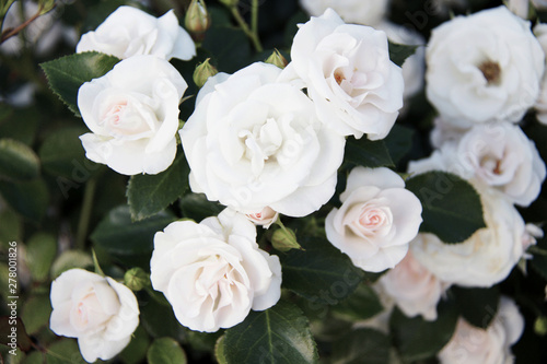 white roses background