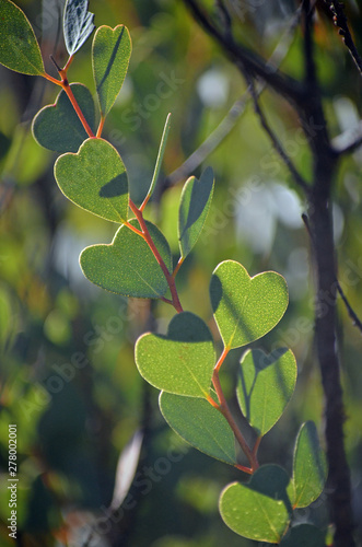 Heart shaped leaves of the Heart-Leaf Mallee, Eucalyptus websteriana, family Myrtaceae. Endemic to Western Australia. Also known as Websters Mallee. photo