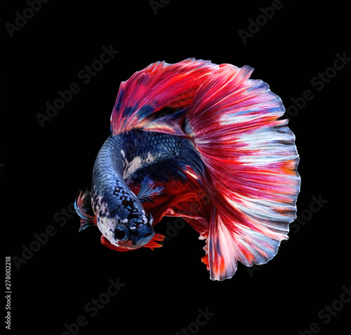 Red and dark blue betta fish are fighting, Siamese fighting fish, Betta fish on black background